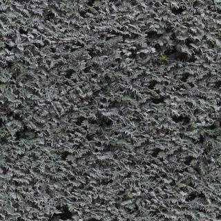 Photo Photo High Resolution Seamless Hedge Texture 0001